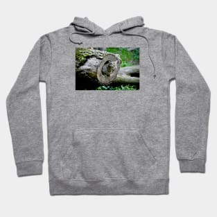 Wild cat IV/ Swiss Artwork Photography Hoodie